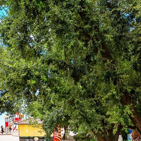 Am קריקווניצה